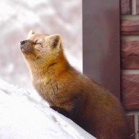 Соболёк :: Василий 