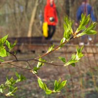 Весенняя Веточка :: юрий поляков Весенняя Веточка :: юрий поляков
