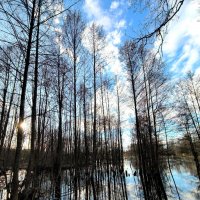 Вешние воды :: Елена 