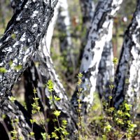 Березы в сквере :: Savayr 