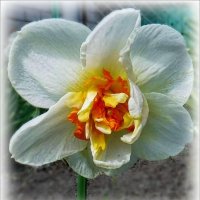 Нарцисс :: Елена Сухорученкова Нарцисс :: Елена Сухорученкова