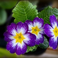 Весенняя радость :: Елена Сухорученкова