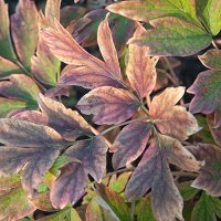 Осенние акварели. :: Лилия *