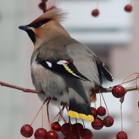 Свиристель :: Галина Козлова 