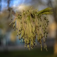 Инагент. :: Николай