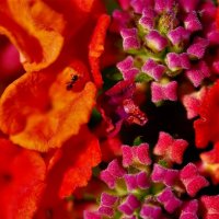 лантана :: Осень 