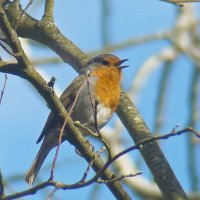 зарянка или малиновка :: gawrilа - dan