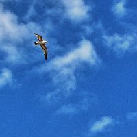 Май...Весенняя чайка в небе! :: Владимир 