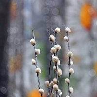 Освещённая верба :: Валерий Иванович