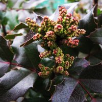 Скоро зацветёт магония :: Людмила Смородинская