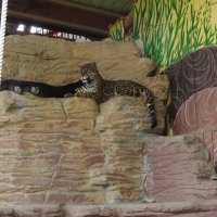 Кошечки :: PRP 