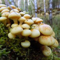 Незнакомцы. :: nadyasilyuk Вознюк