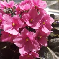 Фиалка :: Елена Семигина