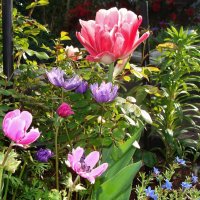 Цветы весны :: Viktor Odysey