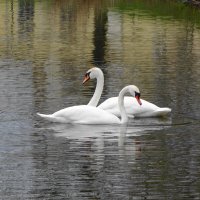 Лебеди :: Рита Симонова