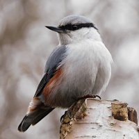 Поползень :: Лина 