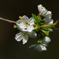 Пришло время цветения... :: Николай Саржанов