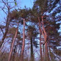 Сосна :: Tata Wolf