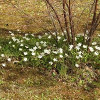 весенние зарисовки :: ИННА ПОРОХОВА