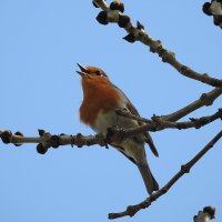весенние зарисовки :: ИННА ПОРОХОВА
