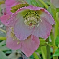 Любуюсь! :: Валентина  Нефёдова 