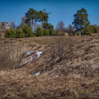 "Зеленые сосенки. Апрель"© :: Владимир Макаров