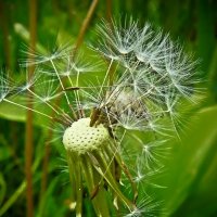 ..креативная прическа...))) :: Александр Герасенков