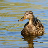 природа :: Олег 