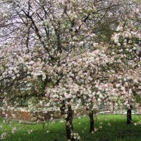 так цветут сады... :: Галина Флора