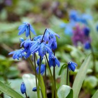 Первоцветы :: Татьяна Тюменка