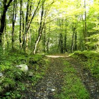 Лесная дорога :: Валерий 