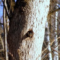 Я в домике.. :: Александр Шимохин