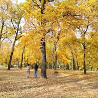 Золото осени :: Надежда 