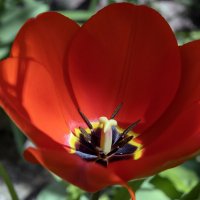 Мгновенья красоты не утоляют жажду... :: Валерий Басыров