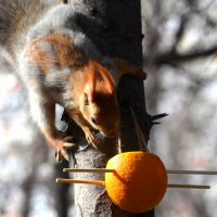 Белка :: Savayr 