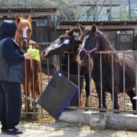 Лошадки :: Александр Рыжов