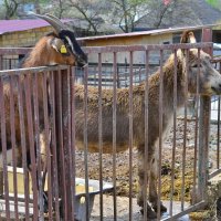 Любопытные :: Александр Рыжов