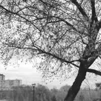 Уличная фотография. :: Любимова Ольга 