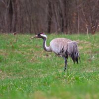 Серый журавль :: Ольга Митрофанова