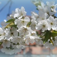 «Один раз в год сады цветут. Весну любви один раз ждут....» :: Ирина 