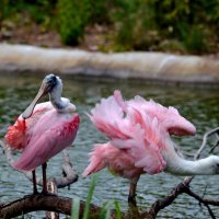 Розовая колпица :: Таня Фиалка