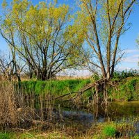 Весна. :: Владимир 