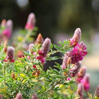 Яркие. :: Оля Богданович