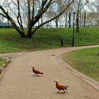 Переход :: Nataly St. 