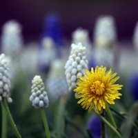 Одуванчик + мускари. Зарядье 16 апреля :: Михаил Бибичков