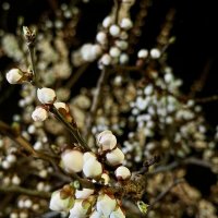 Сакура в ночи. :: Pippa 