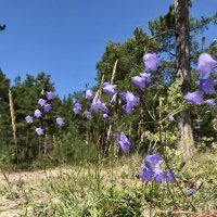 Колокольчиковое лето :: Pippa 