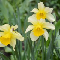 *** :: Надежда Куркина 