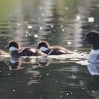 На прогулке... :: Валерий Кокорев