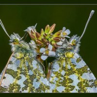 "БЛИЗНЕЦЫ" ... :: Владимир Железнов